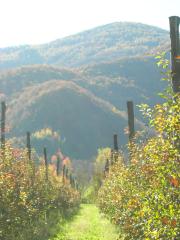 Agricoltura Biologica L'Ostal 